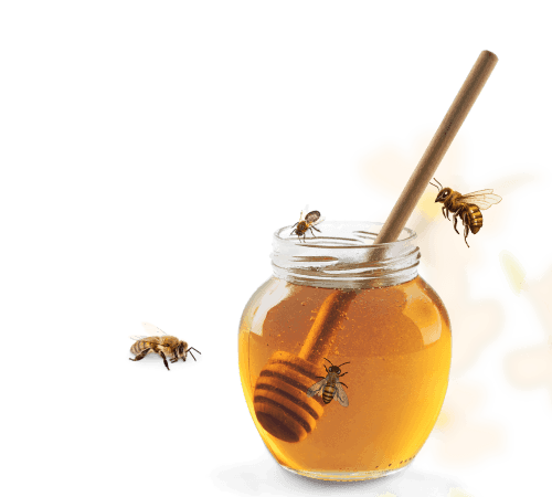 Abeille symbole de la méthode R.U.C.H.E.® - Structuration et croissance business